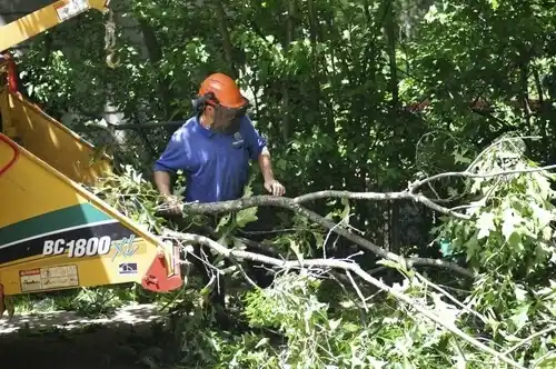 tree services Algoma